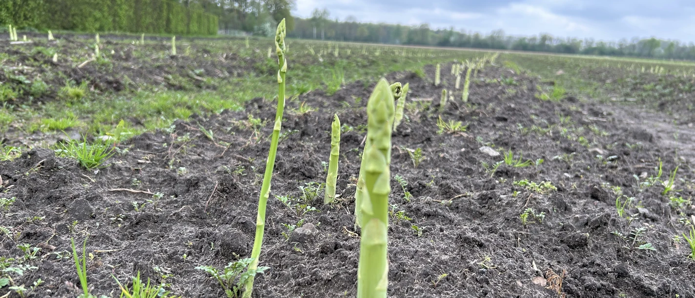Grüner Spargel Spargelhof Grewing