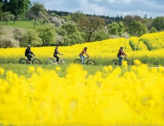 Fahrradfahrer im Rapsfeld auf der Tour de Grass Fahrradfahrer im Rapsfeld auf der Tour de Grass.
