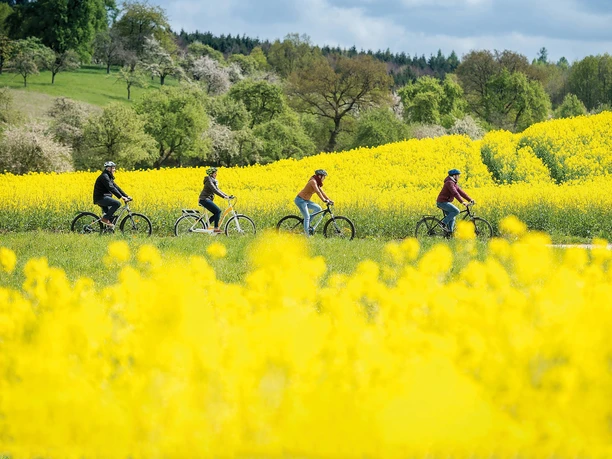 Fahrradfahrer im Rapsfeld auf der Tour de Grass Fahrradfahrer im Rapsfeld auf der Tour de Grass.