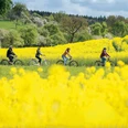 TdG Fahrradfahrer im Rapsfeld_Tour de Grass.jpg