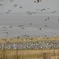 Zugvogeltage Ein rastender Trupp Weißwangengänse