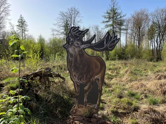 Hirsch Osterbachrundwanderweg