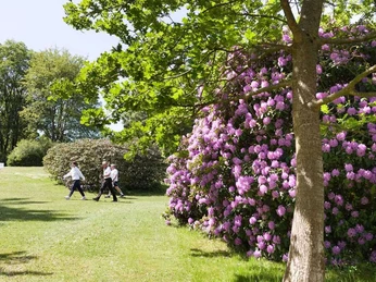 Bad Driburg_Gräfliche Kliniken_Park Klinik 5_1280 px.jpg Eine Gruppe von Menschen spaziert an blühenden Rhododendron-Sträuchern in einem sonnigen Park vorbei.