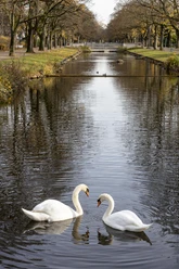 Rautenstrauchkanal Am Lindenthaler Kanal spiegeln sich Bäume im ruhigen Wasser. Zwei Schwäne schwimmen elegant.