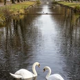 Rautenstrauchkanal Am Lindenthaler Kanal spiegeln sich Bäume im ruhigen Wasser. Zwei Schwäne schwimmen elegant.Trees are reflected in the calm waters of the Lindenthal Canal. Two swans swim elegantly.