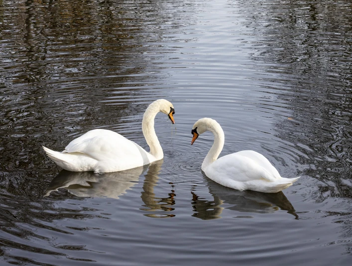 Rautenstrauchkanal Am Lindenthaler Kanal spiegeln sich Bäume im ruhigen Wasser. Zwei Schwäne schwimmen elegant.Trees are reflected in the calm waters of the Lindenthal Canal. Two swans swim elegantly.