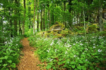 Mondviolen am Ernstberg