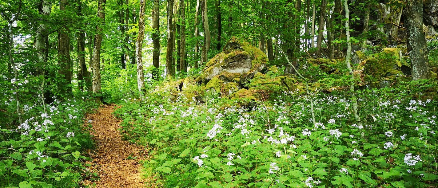 Mondviolen am Ernstberg