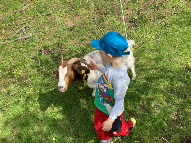 Bock auf Ziegenwanderung