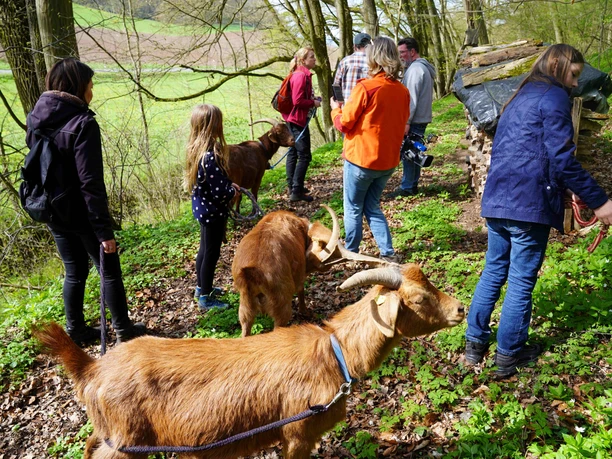 Bock auf Ziegenwanderung
