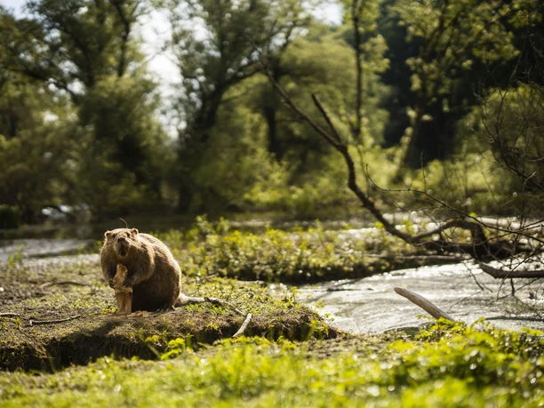 biber-diemel-nahaufnahme c) sabrinity.jpg