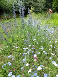 Garten Larusch Bunte Wildblumenwiese mit blühendem Lein und Natternkopf, im Hintergrund ein kleiner Unterstand.