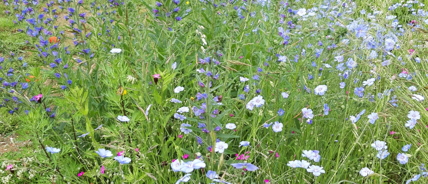 Garten Larusch Bunte Wildblumenwiese mit blühendem Lein und Natternkopf, im Hintergrund ein kleiner Unterstand.