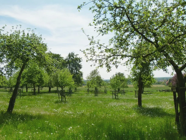 Lienen_Teutoschleife Holperdorper_Obstwiese_Anja Schmidt.jpg Obstwiese mit blühenden Bäumen und weitläufigen Grünflächen unter klarem Himmel bei Lienen.