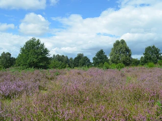 Addenstorfer Heide