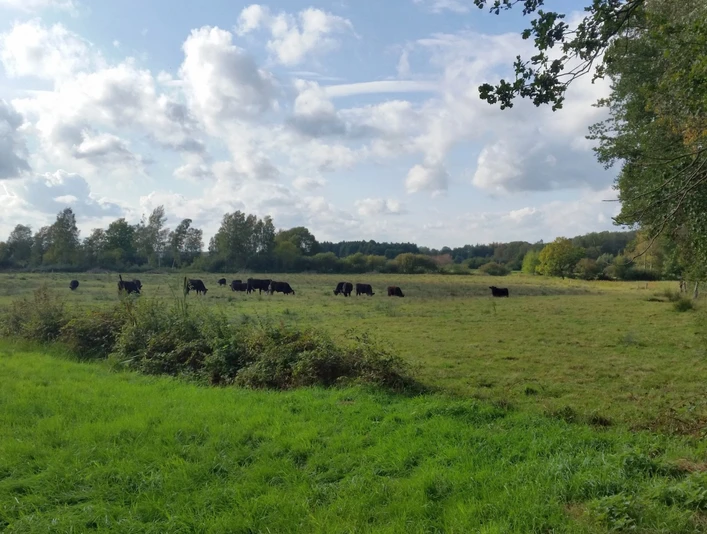 Bodenteicher Seewiesen bei Schostorf