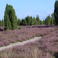 Ellerndorfer Wacholderheide