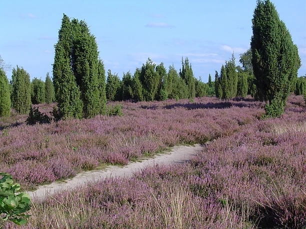 Ellerndorfer Wacholderheide