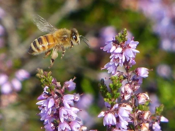 Honigbiene in der Heide