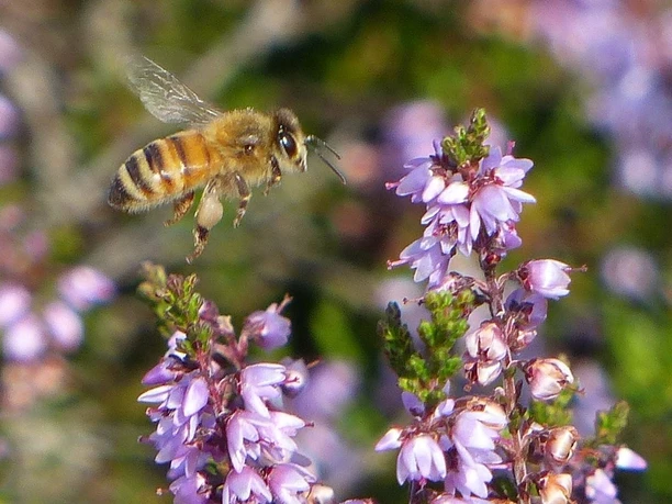 Honigbiene in der Heide