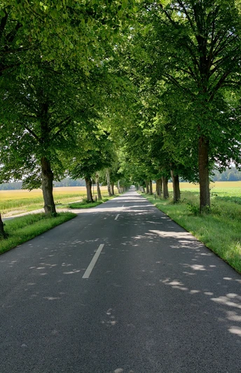 Allee zwischen Suderburg und Hösseringen