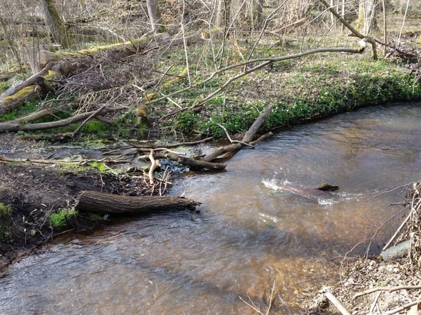 Forellenbachtal bei Eitzen I