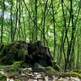 Baumstumpf im Wald