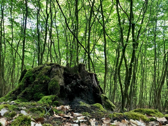 Baumstumpf im Wald
