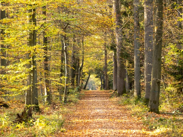 Blauer Waldpfad Lintzel