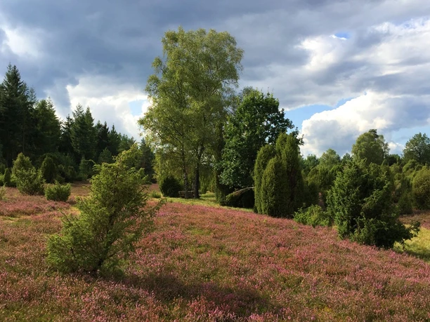 Ellerndorfer Wacholderheide