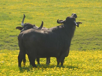 Büffel auf dem Heggehof | Lichtenau Büffel auf dem Heggehof | Lichtenau