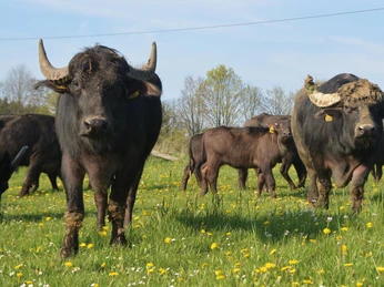 Büffel auf dem Heggehof | Lichtenau Büffel auf dem Heggehof | Lichtenau
