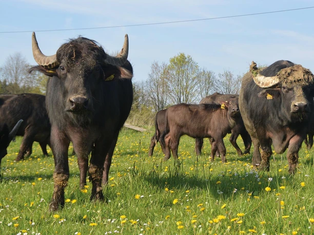 Büffel auf dem Heggehof | Lichtenau Büffel auf dem Heggehof | Lichtenau
