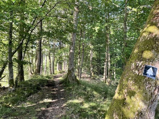Pfad am Walderlebnispfad