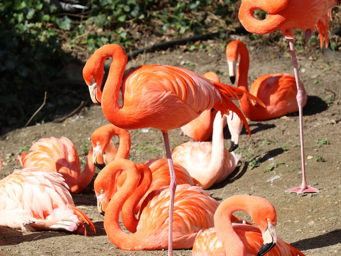 Flamingogehege im Zoo Osnabrück