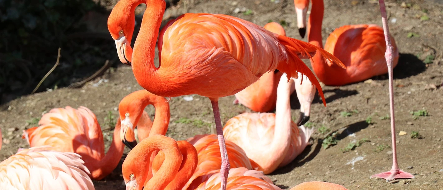 Flamingogehege im Zoo Osnabrück