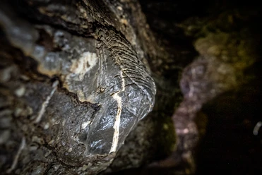 Aggertalhöhle Das Bild zeigt eine Nahaufnahme eines fossilen Ammoniten in einer dunklen Felswand, klar detailliert.