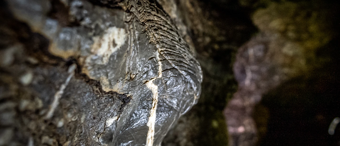Aggertalhöhle Das Bild zeigt eine Nahaufnahme eines fossilen Ammoniten in einer dunklen Felswand, klar detailliert.