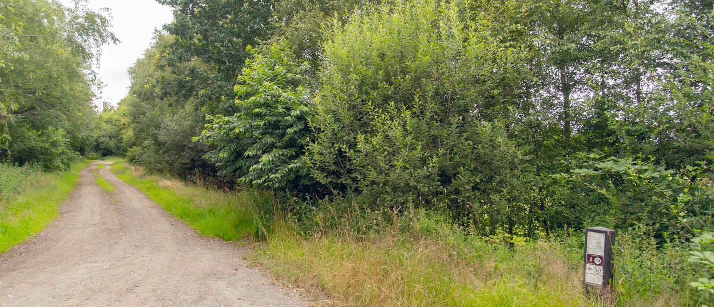 HAR035_Moorfunde_suedl_VersenerMoor_Anja_Poker_1.jpg Schmaler Sandweg führt am Versener Moor entlang, gesäumt von dichtem Grün und einem Hinweisschild.