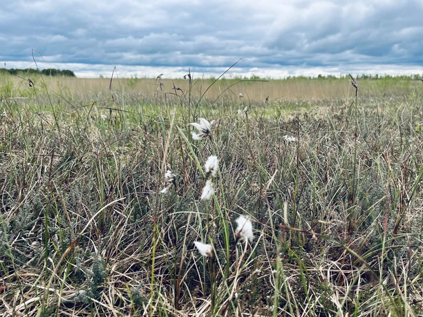 Jammertal_Moorgebiet_Rhauderfehn_Wollgras_April Wollgras mit weißen Blüten in einer feuchten Wiese unter bewölktem Himmel