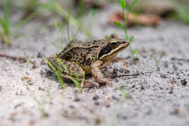 HAR034_Frosch_im_Moor_AnjaPoker_2.jpg Braungrüner Moorfrosch sitzt auf sandigem Boden zwischen jungen Grashalmen im Naturpark.