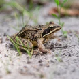 HAR034_Frosch_im_Moor_AnjaPoker_2.jpg