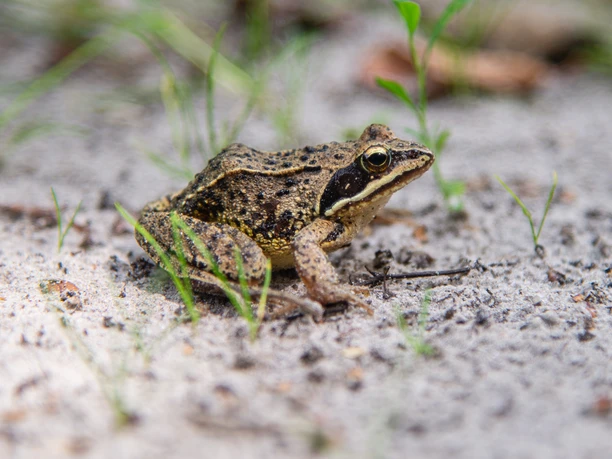 HAR034_Frosch_im_Moor_AnjaPoker_2.jpg Braungrüner Moorfrosch sitzt auf sandigem Boden zwischen jungen Grashalmen im Naturpark.