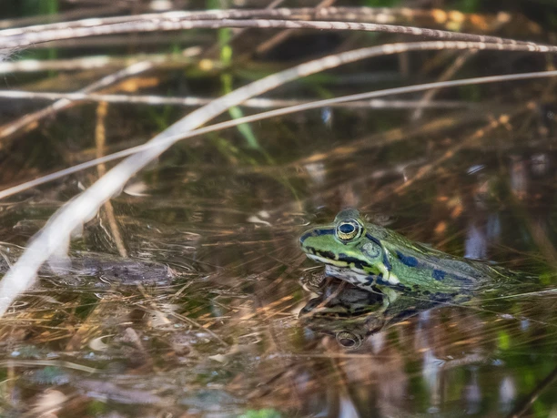 HAR034_Frosch_im_Moor_AnjaPoker_5.jpg Grüner Frosch im seichten Moorwasser zwischen Gräsern, sein Kopf spiegelt sich auf der Wasseroberfläche.