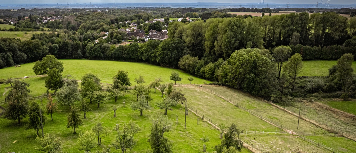 Blütenstadt Leichlingen Eine grüne Obstwiese in Leichlingen, umgeben von Hügeln und Wäldern, unter einem bewölkten Himmel.