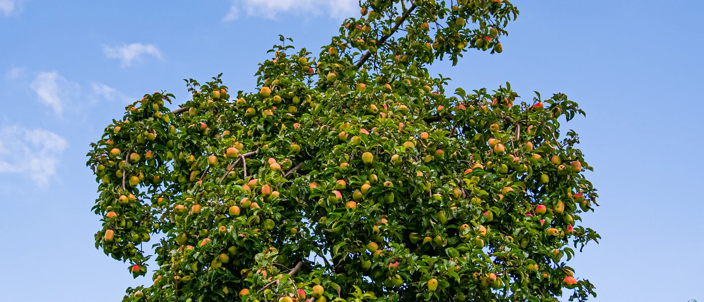 Bergischer Apfelbaum Ein Apfelbaum voller reifer, bunter Äpfel vor einem klaren, blauen Himmel.