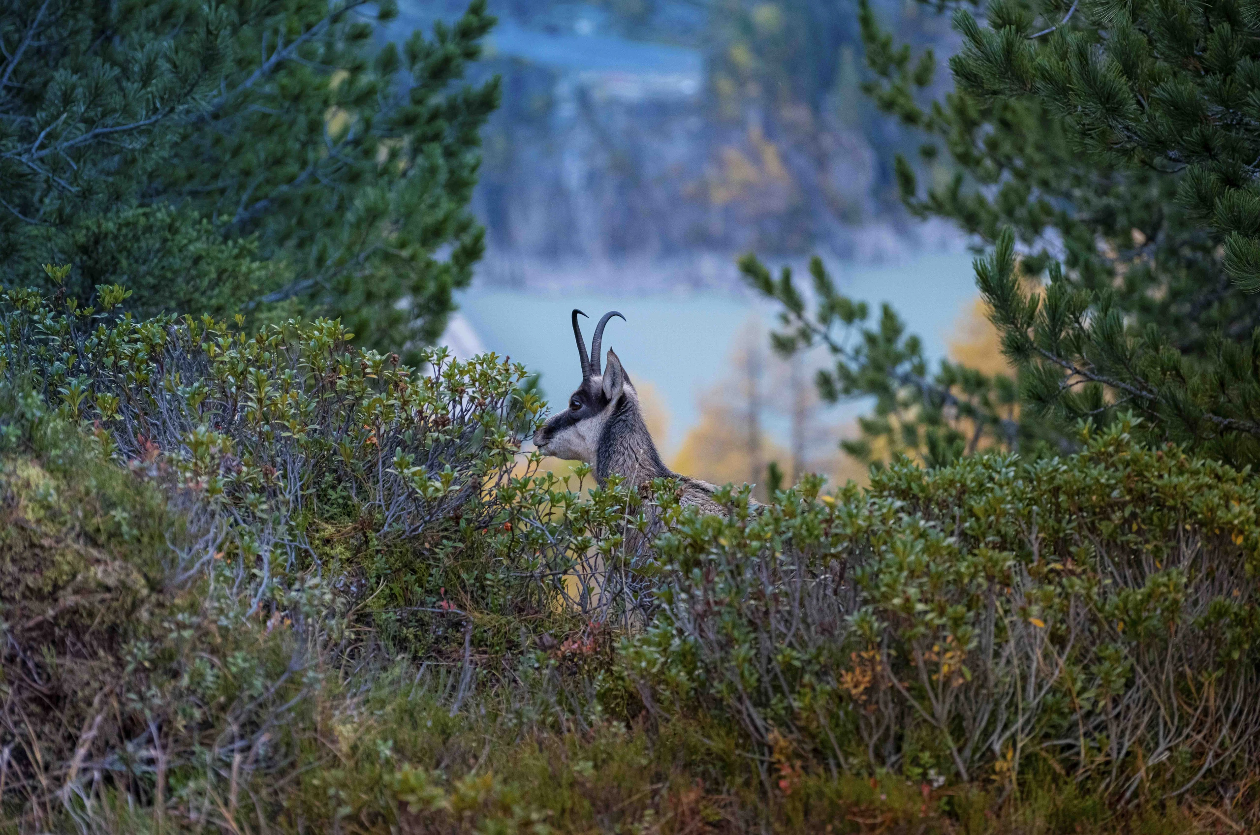 Gämse-©aletscharena.ch-Christian Pfammatter-3.jpg