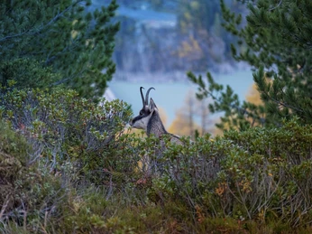 Gämse-©aletscharena.ch-Christian Pfammatter-3.jpg