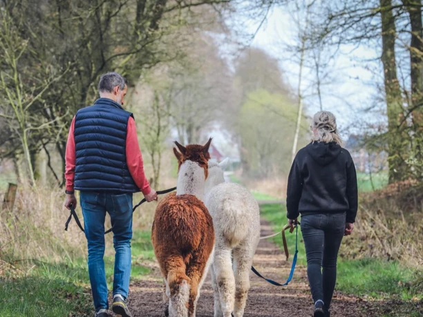 Mit Alpakas gemütlich wandern wanderung-mit-alpakas-auf-dem-nordpfad.jpeg