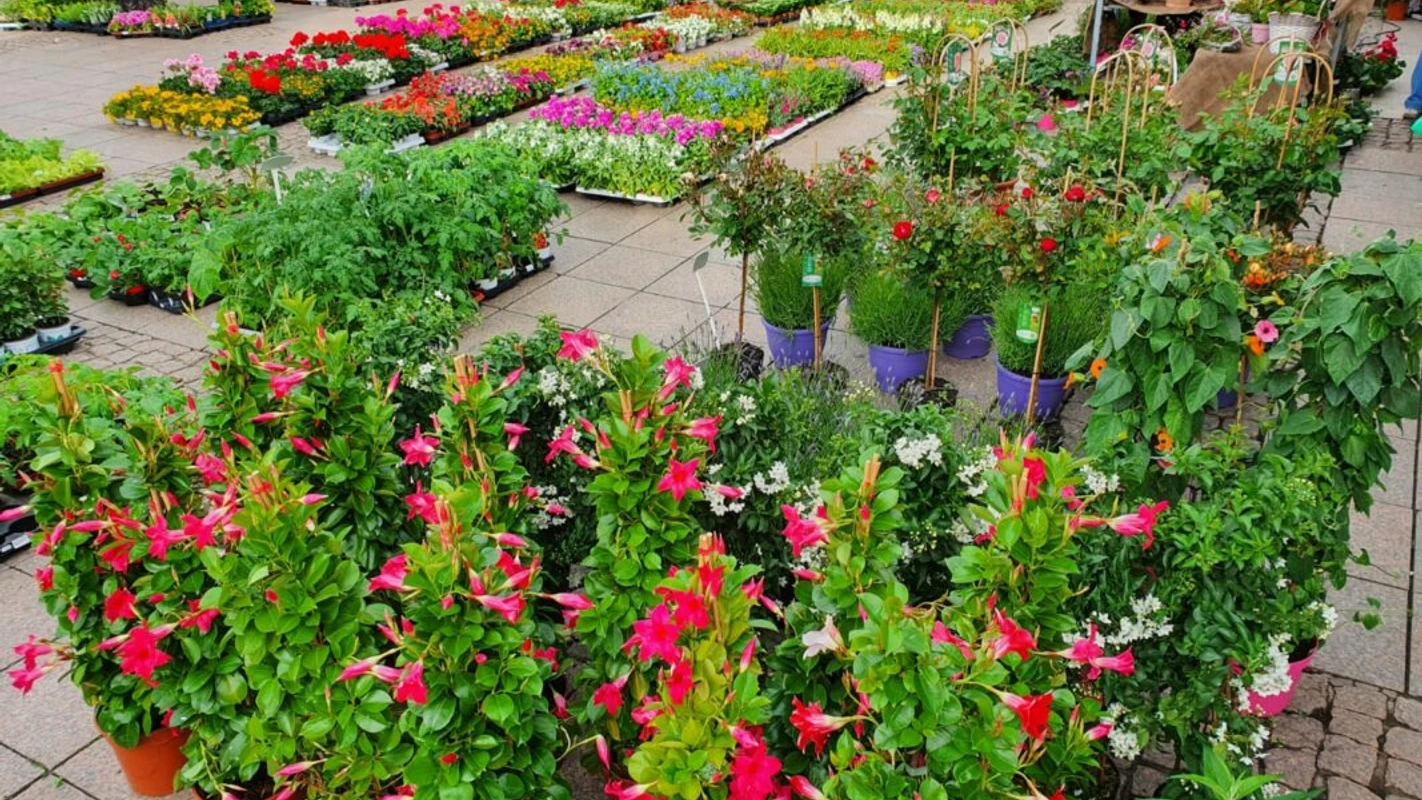 Geranienmarkt Aurich by Garten Eden Geranienmarkt Aurich by Garten Eden